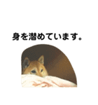 柴犬のしずく パート2（個別スタンプ：22）