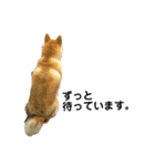 柴犬のしずく パート2（個別スタンプ：23）
