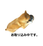 柴犬のしずく パート2（個別スタンプ：24）