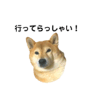 柴犬のしずく パート2（個別スタンプ：25）