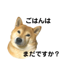 柴犬のしずく パート2（個別スタンプ：26）