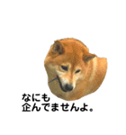 柴犬のしずく パート2（個別スタンプ：27）