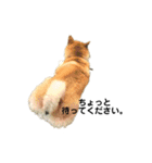 柴犬のしずく パート2（個別スタンプ：29）