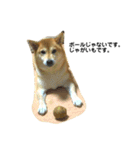 柴犬のしずく パート2（個別スタンプ：30）