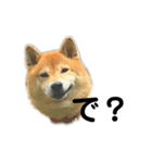 柴犬のしずく パート2（個別スタンプ：31）