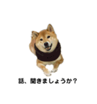 柴犬のしずく パート2（個別スタンプ：32）