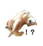 柴犬のしずく パート2（個別スタンプ：33）