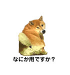 柴犬のしずく パート2（個別スタンプ：34）