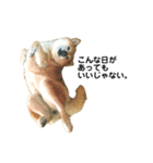 柴犬のしずく パート2（個別スタンプ：35）