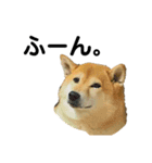 柴犬のしずく パート2（個別スタンプ：36）