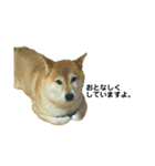 柴犬のしずく パート2（個別スタンプ：37）