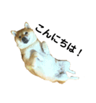 柴犬のしずく パート2（個別スタンプ：38）