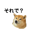 柴犬のしずく パート2（個別スタンプ：39）