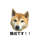 柴犬のしずく パート2（個別スタンプ：40）