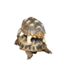かわいいケヅメリクガメのサンダーくんたち（個別スタンプ：5）
