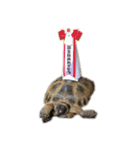 かわいいケヅメリクガメのサンダーくんたち（個別スタンプ：6）