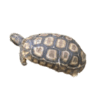 かわいいケヅメリクガメのサンダーくんたち（個別スタンプ：12）