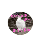 リアルアニマルすたんぷ（個別スタンプ：5）