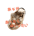 リアルアニマルすたんぷ（個別スタンプ：9）