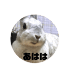 うさぎの写真スタンプ。定番挨拶。（個別スタンプ：11）