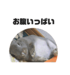 うさぎの写真スタンプ。定番挨拶。（個別スタンプ：20）