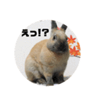 うさぎの写真スタンプ。定番挨拶。（個別スタンプ：36）