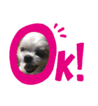 dogスタンプ（個別スタンプ：1）