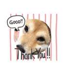 dogスタンプ（個別スタンプ：12）