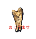 我が家のわんの日常1（個別スタンプ：2）