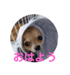 我が家のわんの日常1（個別スタンプ：3）