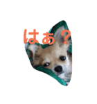 我が家のわんの日常1（個別スタンプ：4）
