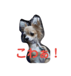 我が家のわんの日常1（個別スタンプ：5）