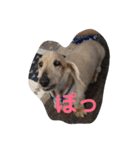 我が家のわんの日常1（個別スタンプ：6）