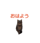 いぬ時々きんぎょのちにゃんこ（個別スタンプ：1）