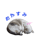 いぬ時々きんぎょのちにゃんこ（個別スタンプ：2）