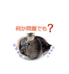 いぬ時々きんぎょのちにゃんこ（個別スタンプ：5）