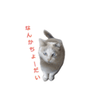 いぬ時々きんぎょのちにゃんこ（個別スタンプ：7）