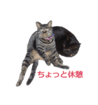 いぬ時々きんぎょのちにゃんこ（個別スタンプ：11）