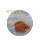 いぬ時々きんぎょのちにゃんこ（個別スタンプ：12）
