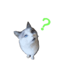 いぬ時々きんぎょのちにゃんこ（個別スタンプ：13）