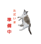 いぬ時々きんぎょのちにゃんこ（個別スタンプ：14）