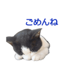 いぬ時々きんぎょのちにゃんこ（個別スタンプ：15）