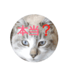 いぬ時々きんぎょのちにゃんこ（個別スタンプ：21）