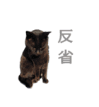 いぬ時々きんぎょのちにゃんこ（個別スタンプ：22）