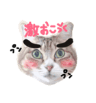 愛しの我が子達（犬猫）（個別スタンプ：1）