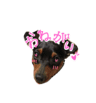 愛しの我が子達（犬猫）（個別スタンプ：5）