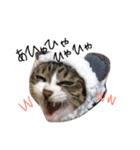 愛しの我が子達（犬猫）（個別スタンプ：6）