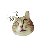 愛しの我が子達（犬猫）（個別スタンプ：8）