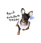 愛しの我が子達（犬猫）（個別スタンプ：9）