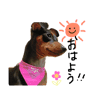 愛しの我が子達（犬猫）（個別スタンプ：11）